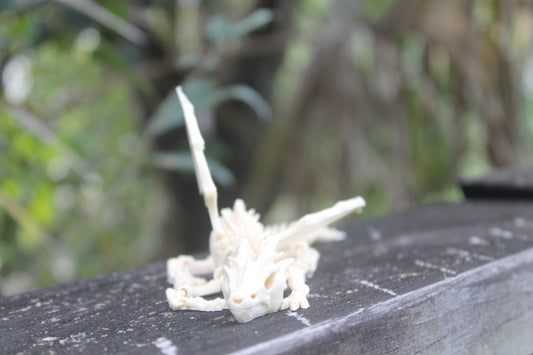 Boney Dragon | Movable Limbs |